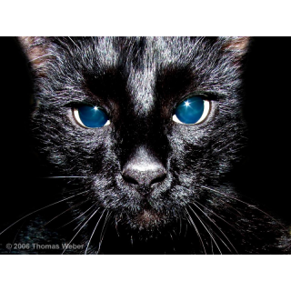 Ozzy