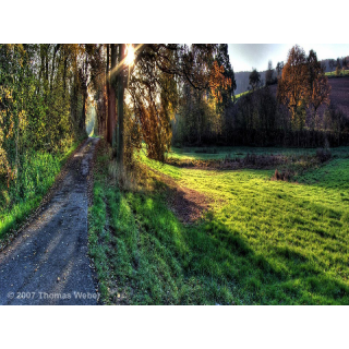 Waldweg